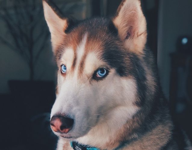 husky with blue eyes