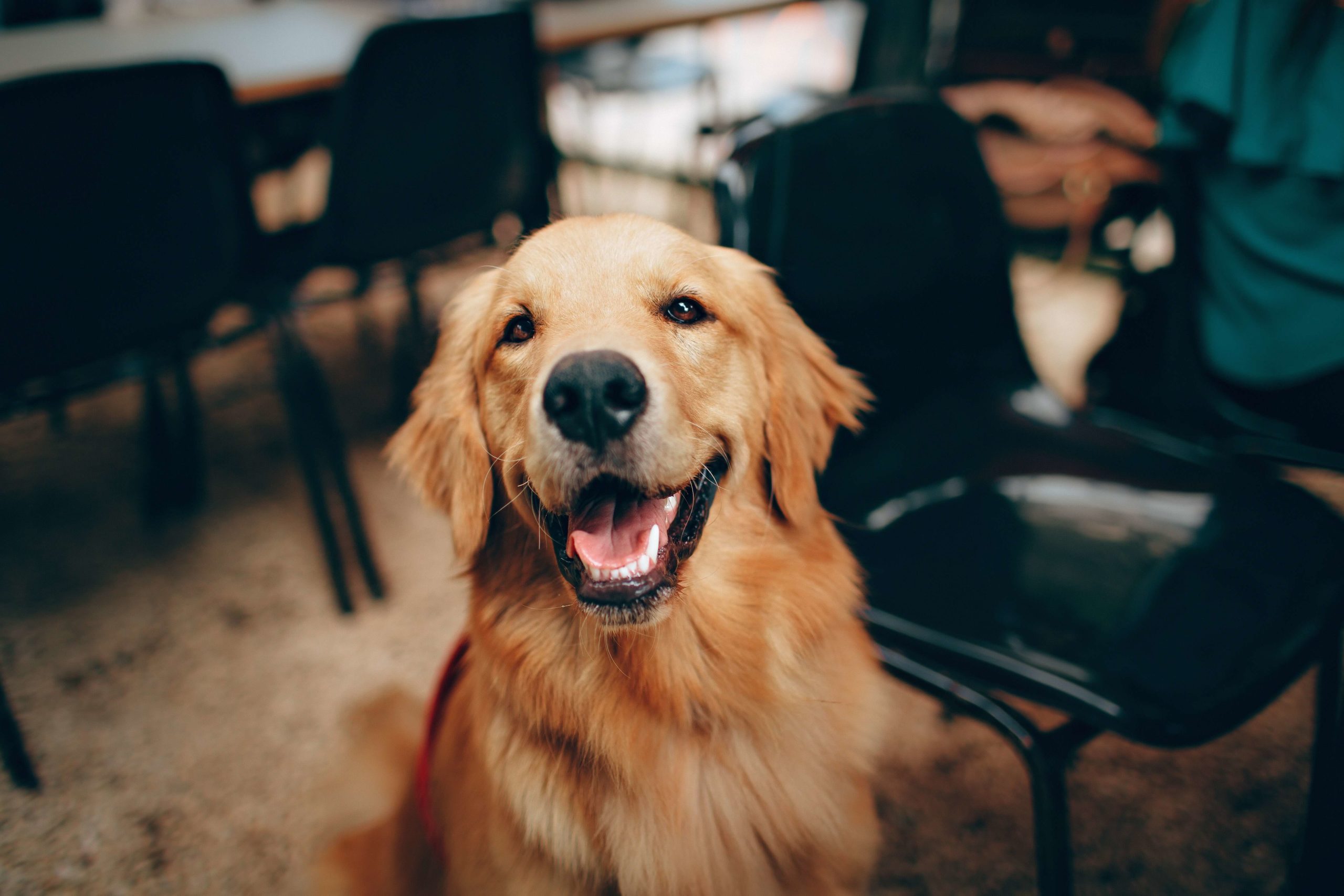 golden retriever sitting