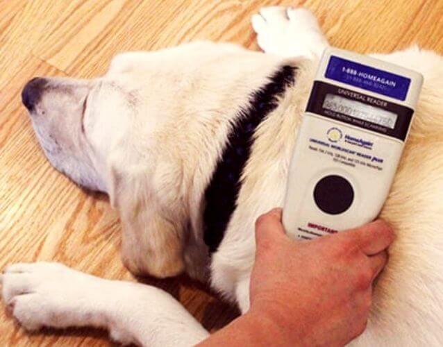 dog microchip