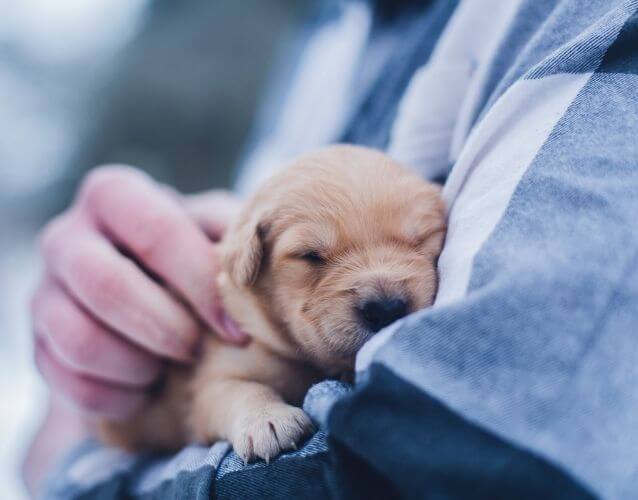 person holding a puppy