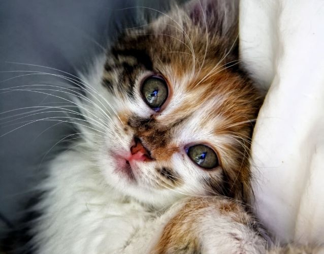 kitten laying on bed