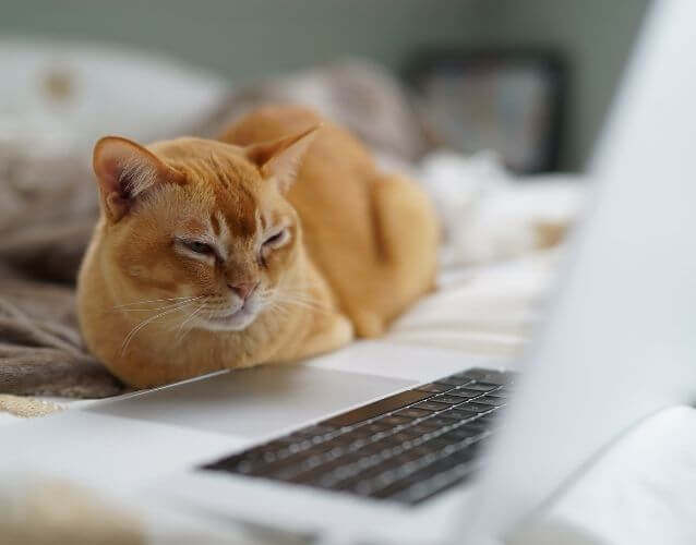 cat laying by laptop